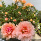 100 Mixed Colors PORTULACA MOSS ROSE Grandiflora Flower Seeds