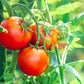 500 ACE 55 TOMATO Lycopersicon Lycopersicum Fruit Vegetable Seeds