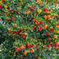 25 STRAWBERRY TREE Edible Red Berry Tree Arbutus Unedo Seeds Irish Killarney