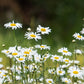 2000 OX EYE DAISY Marguerite Chrysanthemum Leucanthemum White Flower Seeds