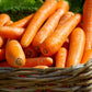 1500 SCARLET NANTES CARROT Daucus Carota Vegetable Seeds