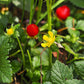 50 Red Indian TUTTIFRUTTI STRAWBERRY Duchesnea Indica Flower Berry Fruit Seed