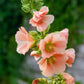25 PEACH & BROWN HOLLYHOCK Alcea Rosea Flower Seeds Perennial