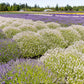 20 WHITE LAVENDER English Lavandula Angustifolia Herb Flower Seeds