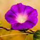 100 GRANDPA OTT MORNING GLORY Ipomoea Purpurea Flower Vine Seeds