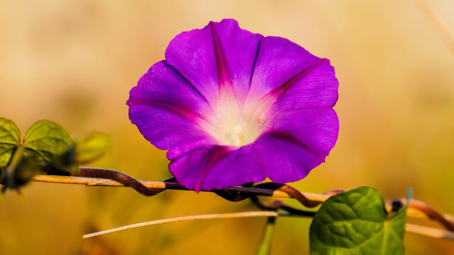 100 GRANDPA OTT MORNING GLORY Ipomoea Purpurea Flower Vine Seeds