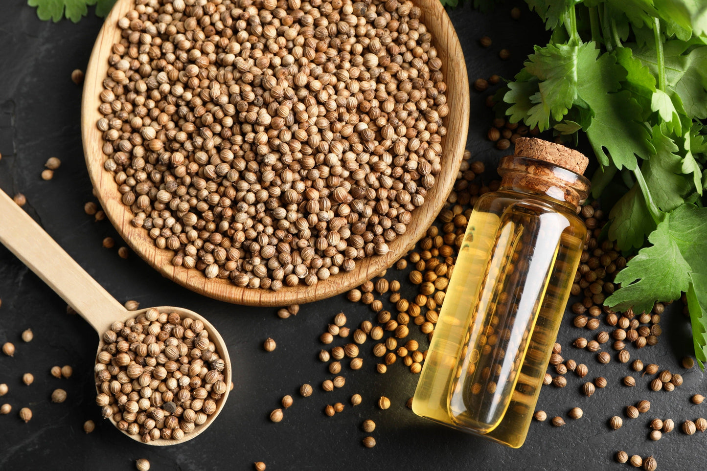 1000 CILANTRO / CORRIANDER / Chinese PARSLEY Coriandrum Sativum Herb Flower Seeds