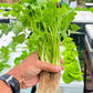2000 CUTTING LEAF CELERY Apium Graveolens Soup Vegetable Herb Seeds
