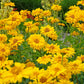 50 SUMMER SUN SUNDROPS Yellow Heliopsis Scabra False Sunflower Flower Seeds