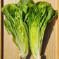 250 SUGAR LOAF ENDIVE Radicchio Escarole Cichorium Intybus Green Vegetable Seeds
