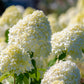 50 semillas de hortensia PEE GEE Paniculata Peegee, arbusto de flores blancas y rosadas en panícula