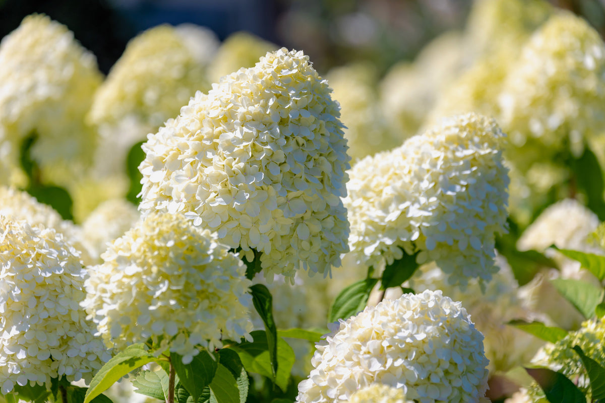 50 semillas de hortensia PEE GEE Paniculata Peegee, arbusto de flores blancas y rosadas en panícula