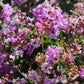 35 LILAC Light Purple CREPE MYRTLE Lagerstroemia Indica Flowering Shrub Bush Small Tree Seeds