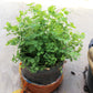 2000 CUTTING LEAF CELERY Apium Graveolens Soup Vegetable Herb Seeds