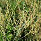 1500 WRINKLED CRINKLED CRESS Garden Lepidium Sativum Greens Vegetable Seeds