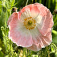 1000 PINK & WHITE POPPY Papaver Somniferum Flower Seeds