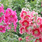 50 Mixed Colors HOLLYHOCK COUNTRY ROMANCE Mix Alcea Rosea Flower Seeds