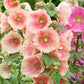 25 PEACH HOLLYHOCK Alcea Rosea Flower Seeds Perennial