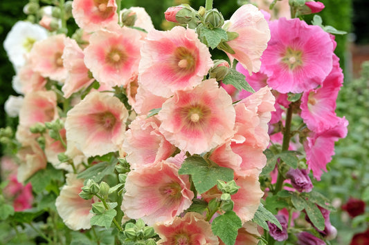 25 PEACH HOLLYHOCK Alcea Rosea Flower Seeds Perennial
