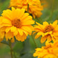 50 SUMMER SUN SUNDROPS Yellow Heliopsis Scabra False Sunflower Flower Seeds