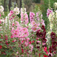 50 Mixed Colors HOLLYHOCK COUNTRY ROMANCE Mix Alcea Rosea Flower Seeds