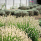 20 WHITE LAVENDER English Lavandula Angustifolia Herb Flower Seeds