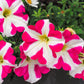 100 STAR MIX PETUNIA Mixed Colors Petunia Violacea Flower Seeds Red Blue Purple