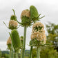 75 FULLERS TEASEL Indian Teasel Dipsacus Sativus White Flower Herb Seeds