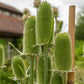 75 FULLERS TEASEL Indian Teasel Dipsacus Sativus White Flower Herb Seeds