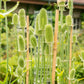 75 FULLERS TEASEL Indian Teasel Dipsacus Sativus White Flower Herb Seeds