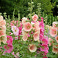 25 PEACH HOLLYHOCK Alcea Rosea Flower Seeds Perennial