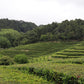 1 Lb Bulk TEA PLANT Black & Green Drinking Tea Camellia Sinensis Tree Shrub Herb Flower - Approx 385 Seeds