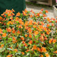 100 Twinkle ORANGE MONKEY FLOWER Mimulus Seeds