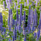 100 ORGANIC Superior LICORICE MINT Agastache Rugosa Korean Tea Herb Purple Flower Seeds