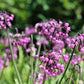 250 ALLIUM NODDING ONION Allium Cernuum Flower Seeds