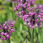 250 ALLIUM NODDING ONION Allium Cernuum Flower Seeds