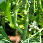 50 GREENCROP GREEN BEAN Phaseolus Vulgaris Vegetable Seeds