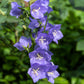 500 TELHAM BEAUTY BELLFLOWER Blue Peach Leaved Campanula Persicifolia Flower Seeds