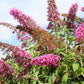 100 MIXED Colors BUTTERFLY BUSH Buddleja Davidii Flower Shrub Seeds