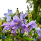 10 VIOLET HIMALAYAN POPPY Meconopsis Betonicifolia Purple Hensol Flower Seeds