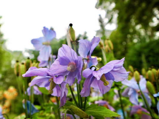 10 VIOLET HIMALAYAN POPPY Meconopsis Betonicifolia Purple Hensol Flower Seeds