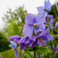 10 VIOLET HIMALAYAN POPPY Meconopsis Betonicifolia Purple Hensol Flower Seeds