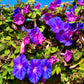50 Mixed Colors MORNING GLORY Ipomoea Purpurea Vine Flower Seeds