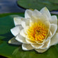 10 WHITE WATER LILY / Lily Pad / Sacred Asian Water Lotus Nymphaea Ampla Flower Seeds