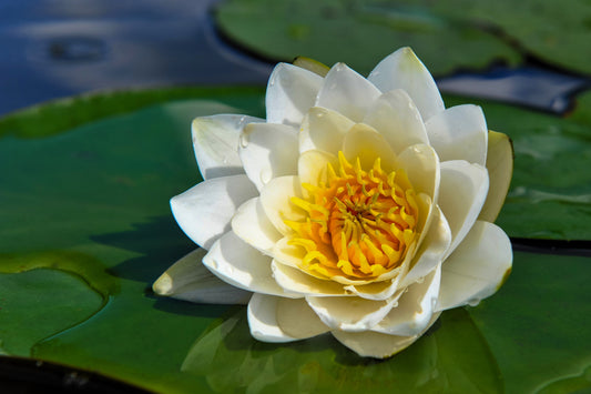 10 WHITE WATER LILY / Lily Pad / Sacred Asian Water Lotus Nymphaea Ampla Flower Seeds