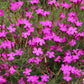 550 MAIDEN PINKS Mixed Colors Dianthus Deltoides Flower Seeds