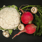 2000 CRIMSON GIANT RADISH Raphanus Sativus Vegetable Seeds