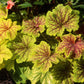 50 HEUCHERA Americana CORAL BELLS Dale's Strain American Alumroot Flower Seeds