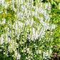 50 WHITE Showy OBEDIENT PLANT False Dragon Head Physostegia Virginiana Flower Seeds
