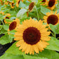 25 Dwarf SUNSPOT SUNFLOWER Helianthus Annuus Flower Seeds